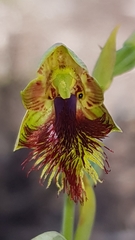 Calochilus campestris