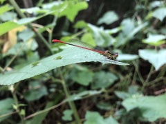 Ceriagrion sinense