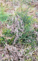 Bossiaea cinerea
