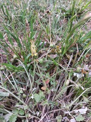 Halotydeus destructor