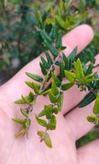 Bossiaea cinerea