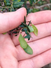 Bossiaea cinerea