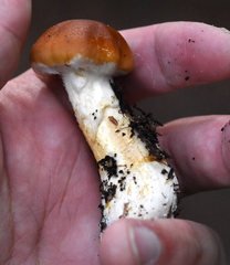 Phlegmacium variosimile