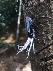 Lystra lanata