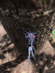 Lystra lanata