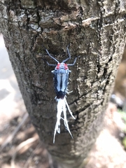 Lystra lanata