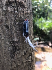 Lystra lanata