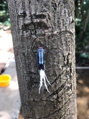 Lystra lanata
