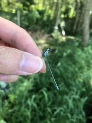 Coenagrion aculeatum