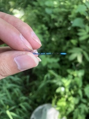 Coenagrion aculeatum