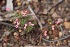 Stylidium recurvum