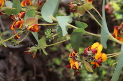 Daviesia cordata