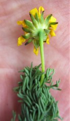 Euryops pinnatipartitus