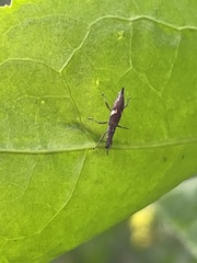 Euthyphasis