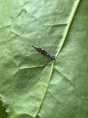 Euthyphasis