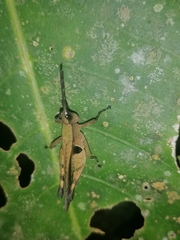 Xiphiola cyanoptera