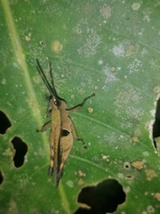 Xiphiola cyanoptera