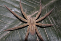 Cupiennius salei