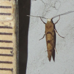 Argyresthia alternatella