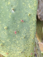 Hesperolabops gelastops