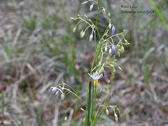 Dianella longifolia longifolia