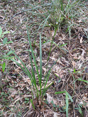 Dianella longifolia longifolia