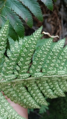 Polystichum dudleyi