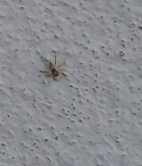 Menemerus bivittatus