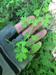 Corydalis micrantha