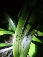 Creoxylus