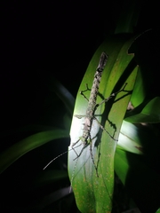 Creoxylus