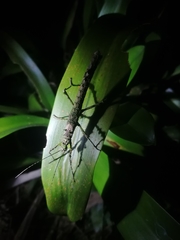 Creoxylus
