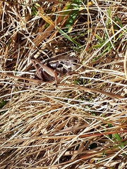 Anonconotus pusillus