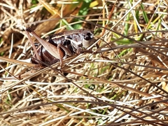 Anonconotus pusillus