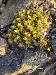 Colobanthus brevisepalus