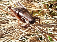 Anonconotus pusillus