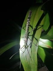 Creoxylus