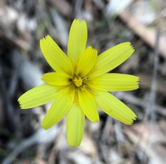 Microseris walteri