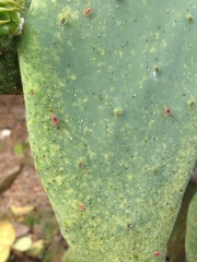 Hesperolabops gelastops