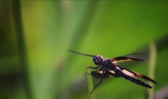 Rhyothemis variegata