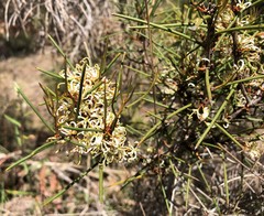 Hakea vittata
