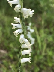 Spiranthes praecox