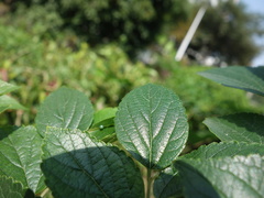 Hestina assimilis