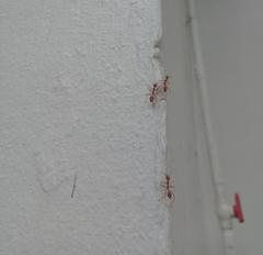 Oecophylla smaragdina