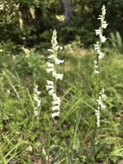 Spiranthes praecox