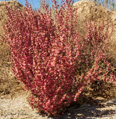 Salsola crassa