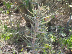 Crassula perfoliata coccinea