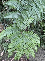 Diplazium viridissimum