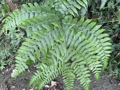 Diplazium viridissimum