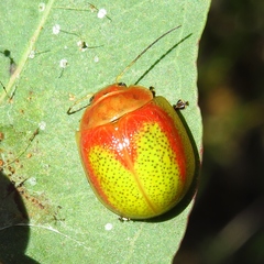 Paropsisterna pictipes